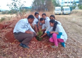 Tree Plantation