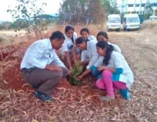 Tree Plantation