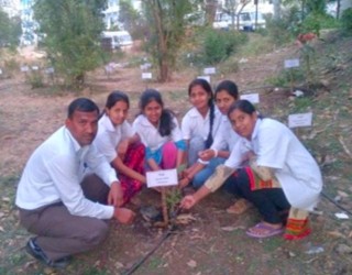 Tree Plantation