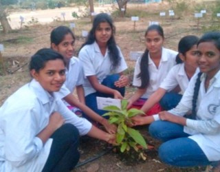 Tree Plantation